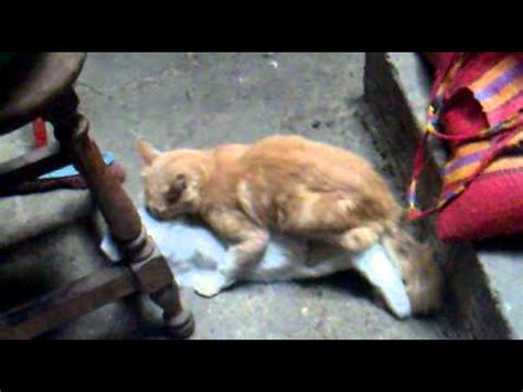 porno de gatos|gato videos